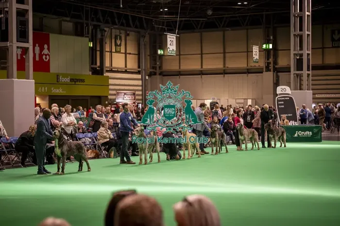 Framed Print : Irish Wolfhound's being shown in Ring 19 Framed Print : Irish Wolfhound's being shown in Ring 19