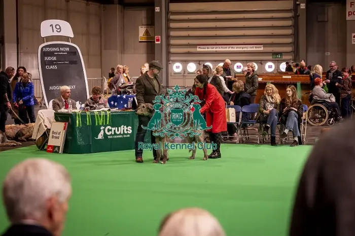 Framed Print : An Irish Wolfhound's being shown in Ring 19 Framed Print : An Irish Wolfhound's being shown in Ring 19