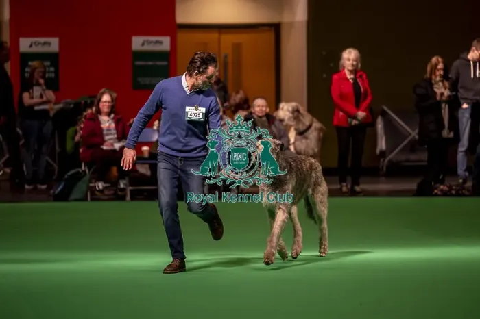 Framed Print : An Irish Wolfhound's being shown in Ring 19 Framed Print : An Irish Wolfhound's being shown in Ring 19