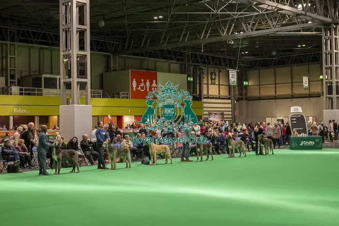 Framed Print : Irish Wolfhound's being shown in Ring 20 Framed Print : Irish Wolfhound's being shown in Ring 20