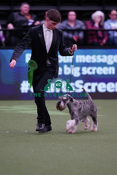 Isaac Preddy from Bristol, with Arthur, a Schnauzer, which was the Best of Breed winner today (Sunday 12. 03. 23), the last day of Crufts 2023, at the NEC Birmingham