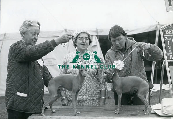 Italian Greyhounds showing 1967