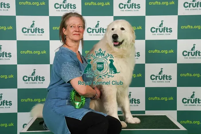 Framed Print : Jane Atkins from Carlisle with Saf, a Maremma Sheepdog, which was the Best of Breed winner today (Friday 10. 03. 23), the second day of Crufts 2023, at the NEC Birmingham Framed Print : Jane Atkins from Carlisle with Saf, a Maremma Sheepdog, which was the Best of Breed winner today (Friday 10. 03. 23), the second day of Crufts 2023, at the NEC Birmingham