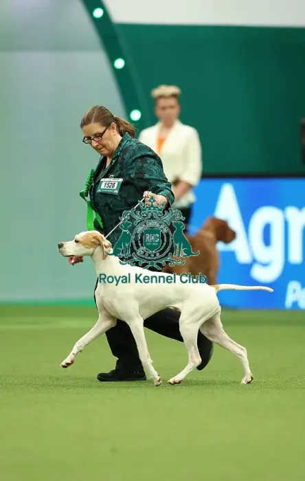 Framed Print : Jane Webb and Rachel Philo from Kenilworth with Frankie, a Pointer, which was the Best of Breed winner today (Thursday 09. 03. 23), the first day of Crufts 2023, at the NEC Birmingham Framed Print : Jane Webb and Rachel Philo from Kenilworth with Frankie, a Pointer, which was the Best of Breed winner today (Thursday 09. 03. 23), the first day of Crufts 2023, at the NEC Birmingham
