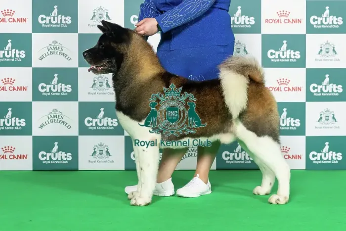 Framed Print : Japanese Akita Inu Best of Breed Crufts 2026 Framed Print : Japanese Akita Inu Best of Breed Crufts 2026