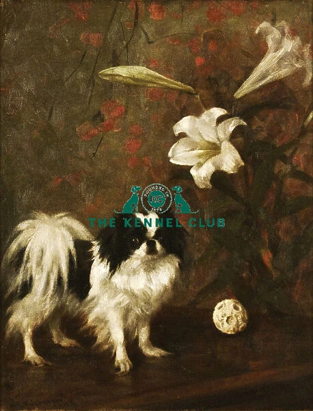 Japanese Chin. Portrait of a Japanese Chin by Frances Fairman