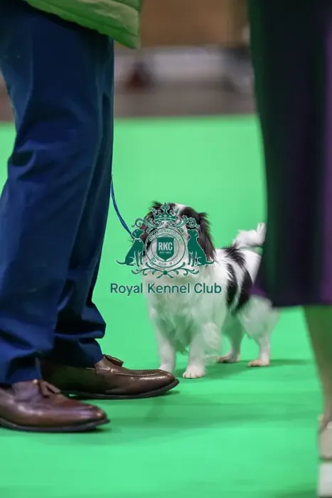 Framed Print : Japanese chin dog looking up at it's owner in the judging ring Japanese chin dog looking up at it's owner in the judging ring