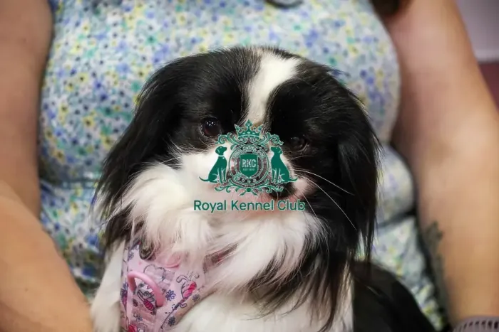 Framed Print : Japanese Chin with owner at Discover Dogs Framed Print : Japanese Chin with owner at Discover Dogs