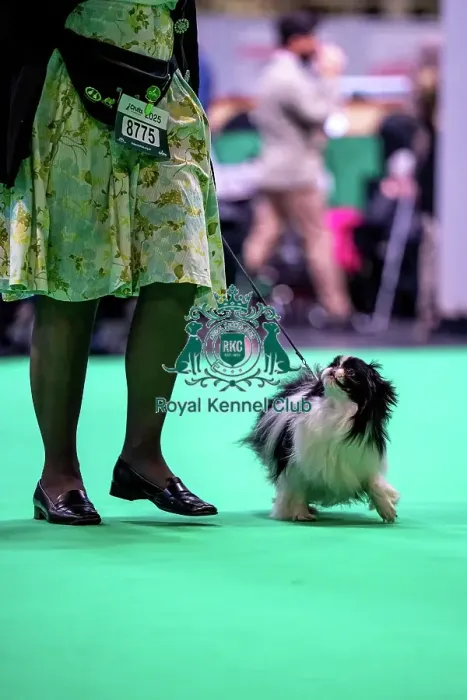 Framed Print : Japanese Chin running in the judging ring, Friday 7 March Framed Print : Japanese Chin running in the judging ring, Friday 7 March