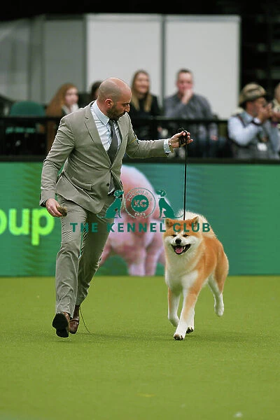 Javier Gonzalez from Spain, with Kichi, a Japanese Akita Inu, which was the Best of Breed winner today (Sunday 12. 03. 23), the last day of Crufts 2023, at the NEC Birmingham