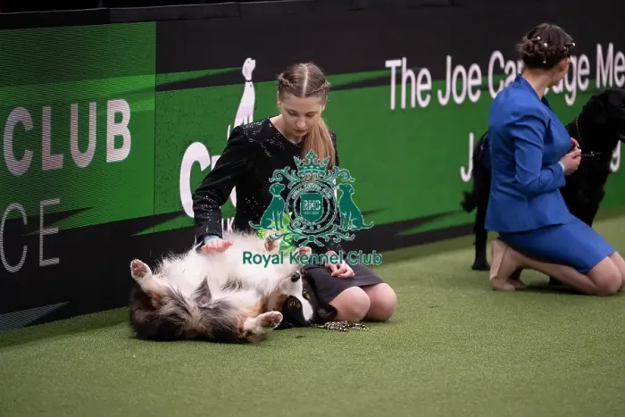 Framed Print : Joe Cartledge International Junior Handling Competition