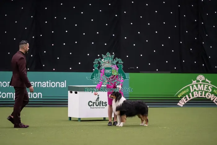 Framed Print : Joe Cartledge International Junior Handling Competition