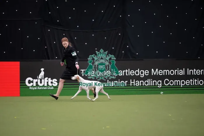 Framed Print : Joe Cartledge International Junior Handling Competition Framed Print : Joe Cartledge International Junior Handling Competition