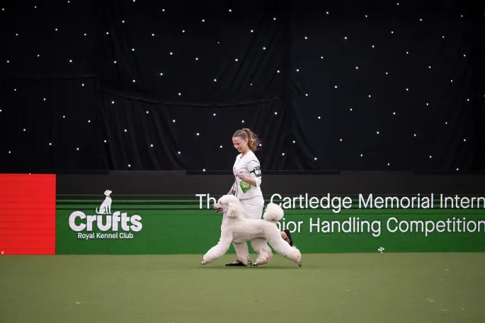 Framed Print : Joe Cartledge International Junior Handling Competition