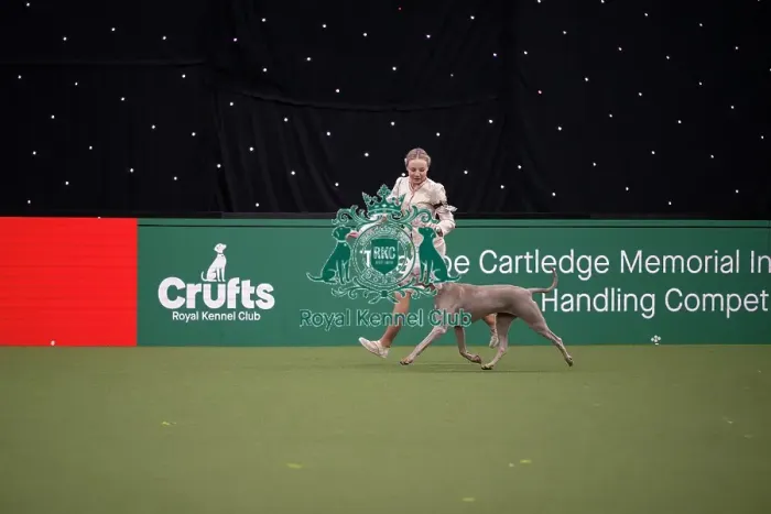 Framed Print : Joe Cartledge International Junior Handling Competition Framed Print : Joe Cartledge International Junior Handling Competition