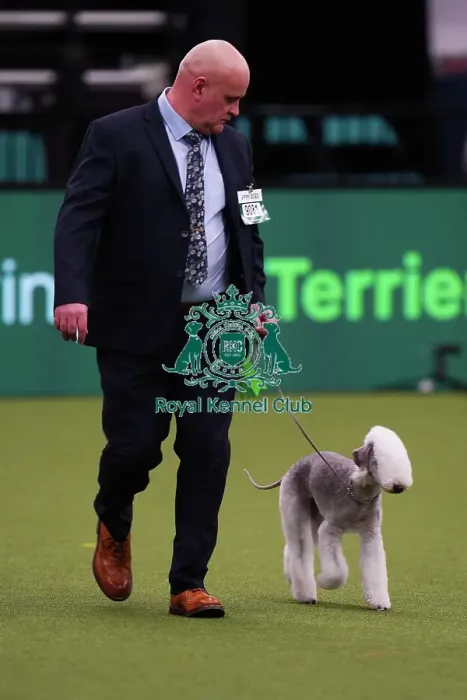 Framed Print : John McNally from Consett with Daisy, a Bedlington Terrier, which was the Best of Breed winner today (Saturday 11. 03. 23), the third day of Crufts 2023, at the NEC Birmingham Framed Print : John McNally from Consett with Daisy, a Bedlington Terrier, which was the Best of Breed winner today (Saturday 11. 03. 23), the third day of Crufts 2023, at the NEC Birmingham