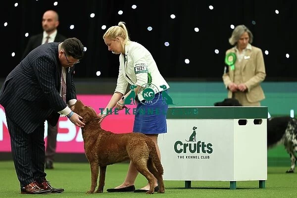 Joy Middleton from Leatherhead with Hebe, Retriever Chesapeake Bay, which was the Best of Breed winner today (Thursday 09. 03. 23), the first day of Crufts 2023, at the NEC Birmingham