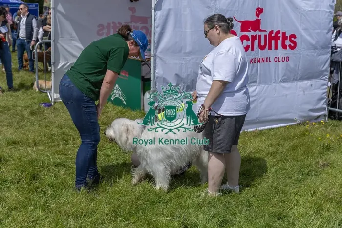 Framed Print : Judging Scruffts Family Crossbreed Competition