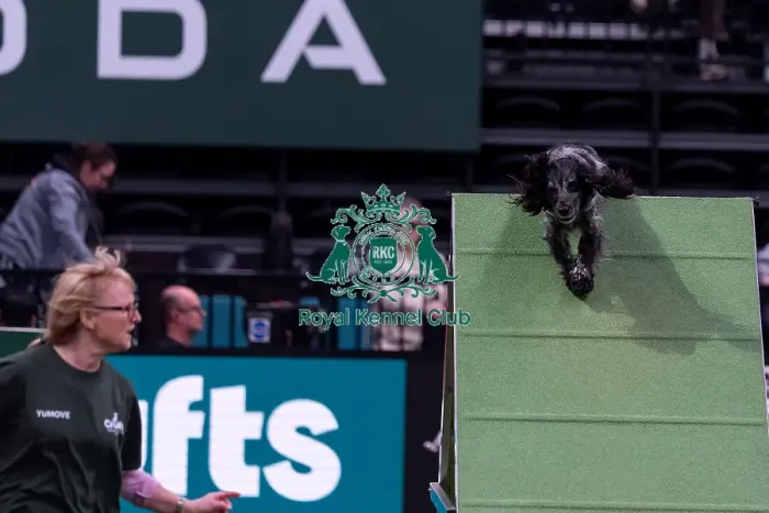Framed Print : Julie Bishop with Blue, Competing in the Small Championship Agility Final