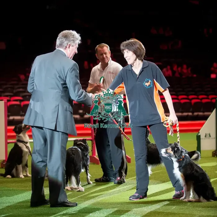 Framed Print : KC British Open Agility Medium 2nd Jenny Lambert with Comebyanaway Reddy tp Tri