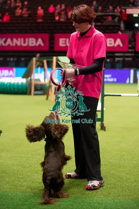 Framed Print : KC Novice Agility Small winner Julie Ashton with Eventide Ziva Framed Print : KC Novice Agility Small winner Julie Ashton with Eventide Ziva