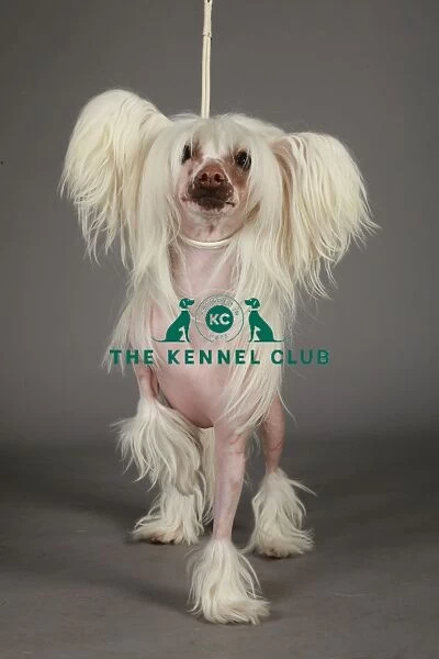 KCPL, KCPL_Stock, March 2013, Crufts 2013, stock images, nick ridley, chinese crested