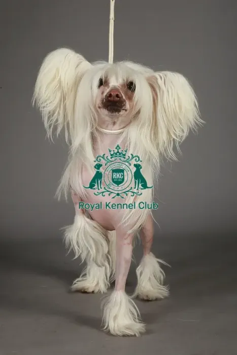 Framed Print : KCPL, KCPL_Stock, March 2013, Crufts 2013, stock images, nick ridley, chinese crested Framed Print : KCPL, KCPL_Stock, March 2013, Crufts 2013, stock images, nick ridley, chinese crested