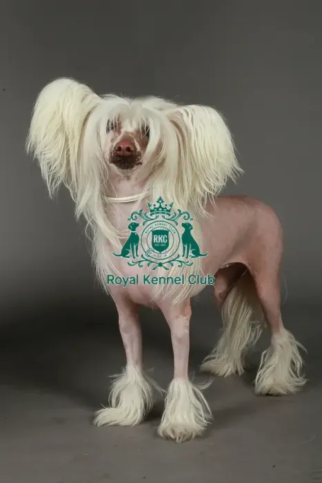 Framed Print : KCPL, KCPL_Stock, March 2013, Crufts 2013, stock images, nick ridley, chinese crested Framed Print : KCPL, KCPL_Stock, March 2013, Crufts 2013, stock images, nick ridley, chinese crested