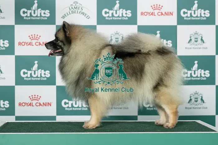 Framed Print : Keeshond Best of Breed Crufts 2026 Framed Print : Keeshond Best of Breed Crufts 2026