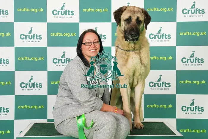 Framed Print : Kelly Stewart from Law Village with Ekho, a Anatolian Shepherd Dog, which was the Best of Breed winner today (Friday 10. 03. 23), the second day of Crufts 2023, at the NEC Birmingham Framed Print : Kelly Stewart from Law Village with Ekho, a Anatolian Shepherd Dog, which was the Best of Breed winner today (Friday 10. 03. 23), the second day of Crufts 2023, at the NEC Birmingham