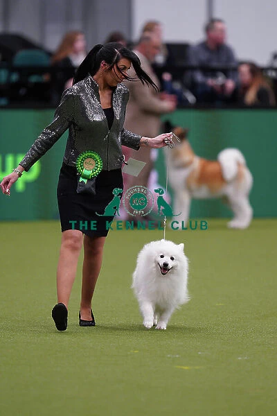 Kennedy Aston from Telford, with Romeo, a Japanese Spitz, which was the Best of Breed winner today (Sunday 12. 03. 23), the last day of Crufts 2023, at the NEC Birmingham