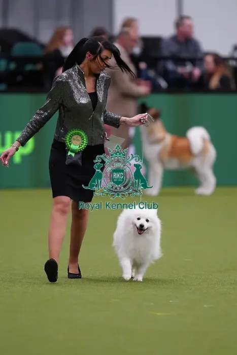 Framed Print : Kennedy Aston from Telford, with Romeo, a Japanese Spitz, which was the Best of Breed winner today (Sunday 12. 03. 23), the last day of Crufts 2023, at the NEC Birmingham