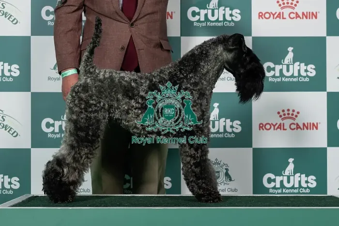 Framed Print : Kerry Blue Terrier Best of Breed Crufts 2026 Framed Print : Kerry Blue Terrier Best of Breed Crufts 2026