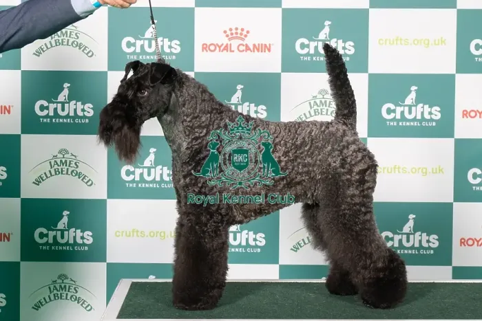 Framed Print : Kerry Blue Terrier BOB Framed Print : Kerry Blue Terrier BOB