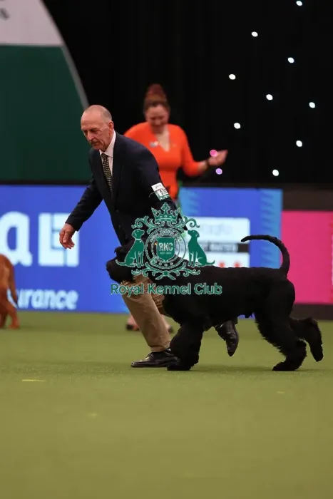 Framed Print : Kevin Cullen from Hastings with Night, a Giant Schnauzer, which was the Best of Breed winner today (Friday 10. 03. 23), the second day of Crufts 2023, at the NEC Birmingham Framed Print : Kevin Cullen from Hastings with Night, a Giant Schnauzer, which was the Best of Breed winner today (Friday 10. 03. 23), the second day of Crufts 2023, at the NEC Birmingham