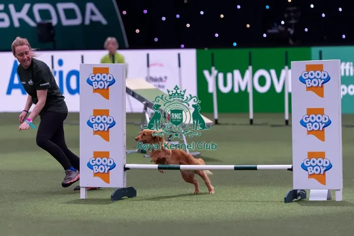 Framed Print : Kim Holness with Fern, Competing in the Small Championship Agility Final Framed Print : Kim Holness with Fern, Competing in the Small Championship Agility Final