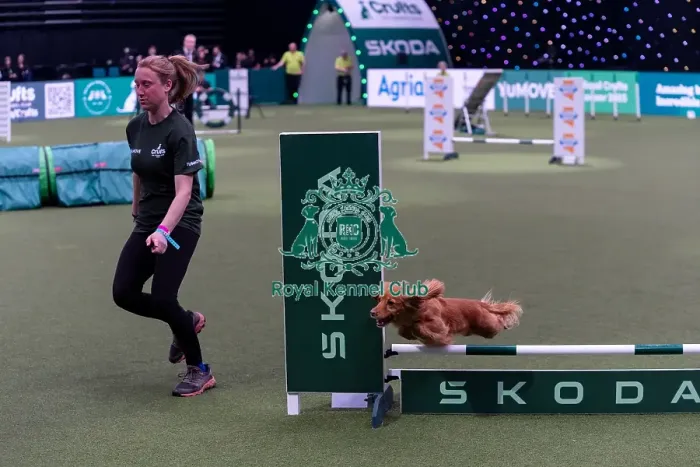 Framed Print : Kim Holness with Fern, Competing in the Small Championship Agility Final Framed Print : Kim Holness with Fern, Competing in the Small Championship Agility Final