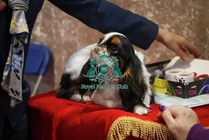 Framed Print : King Charles Spaniel at Discover Dogs Framed Print : King Charles Spaniel at Discover Dogs
