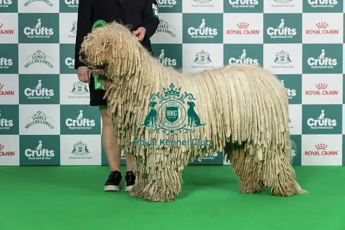 Framed Print : Komondor Best of Breed Crufts 2026 Framed Print : Komondor Best of Breed Crufts 2026