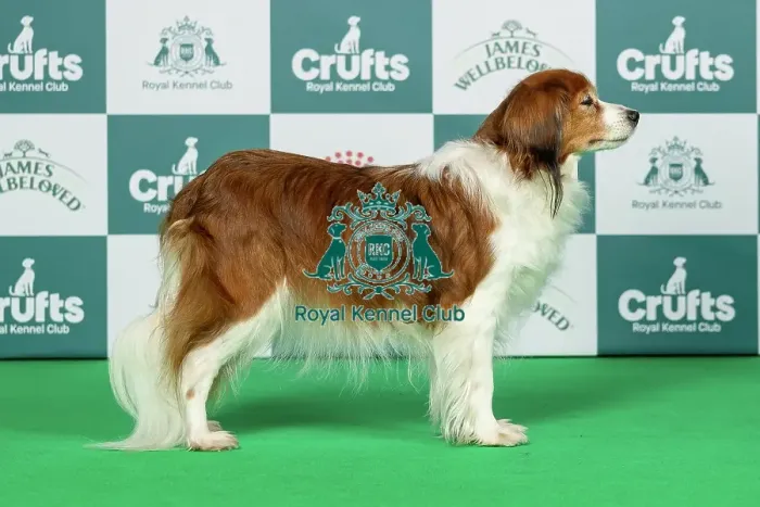 Framed Print : Kooikerhondje Best of Breed Crufts 2026 Sensation vom Tespelkooi of Valleyrise VW (Imp Deu) (MISS C JOHNSON) Framed Print : Kooikerhondje Best of Breed Crufts 2026 Sensation vom Tespelkooi of Valleyrise VW (Imp Deu) (MISS C JOHNSON)