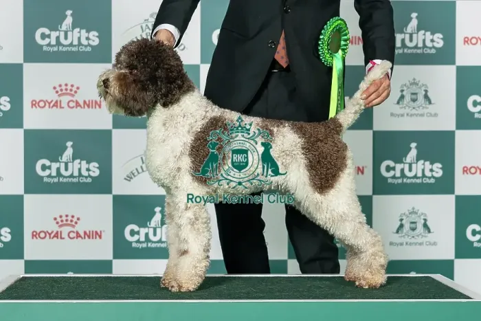 Framed Print : Lagotto Romagnolo Best of Breed Crufts 2026 Framed Print : Lagotto Romagnolo Best of Breed Crufts 2026