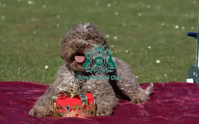 Framed Print : Lagotto Romagnolo Savvy at the launch of Crufts 2025 Framed Print : Lagotto Romagnolo Savvy at the launch of Crufts 2025