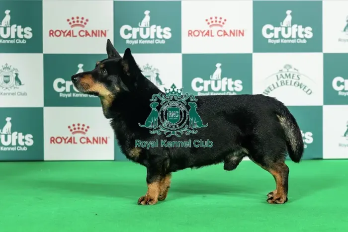 Framed Print : Lancashire Heeler Best of Breed Crufts 2026 Framed Print : Lancashire Heeler Best of Breed Crufts 2026