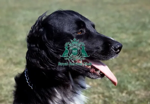 Large Art Prints, Posters Puzzles from The Royal