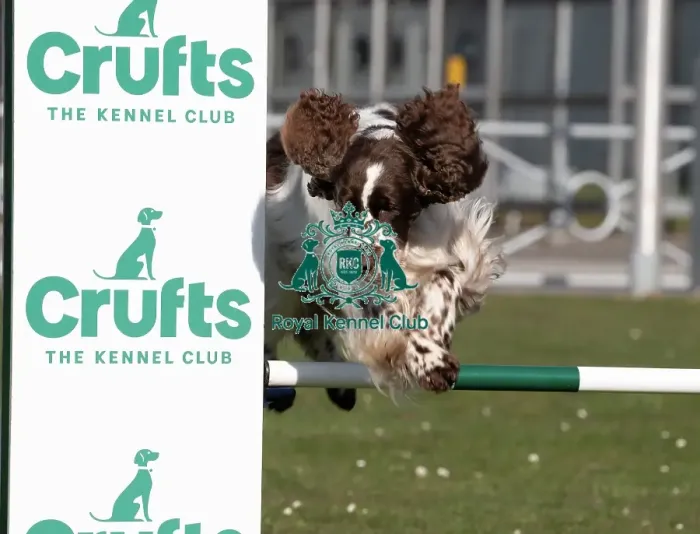 Framed Print : Leah an English Springer Spaniel and first time competitor in Obreedience Framed Print : Leah an English Springer Spaniel and first time competitor in Obreedience