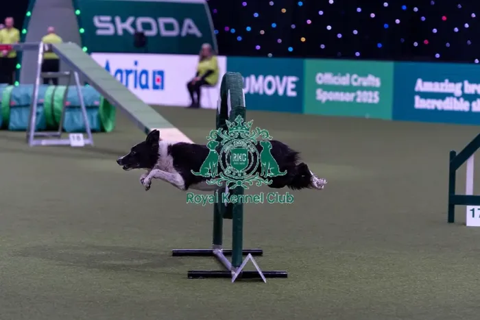 Framed Print : Lee Gibson & Star (Euro Star) competing in the Agility Championships Intermediate Final today (Thursday 06 / 03 / 25)