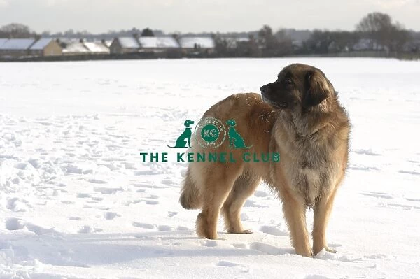 LEONBERGER. Leonberger in the snow