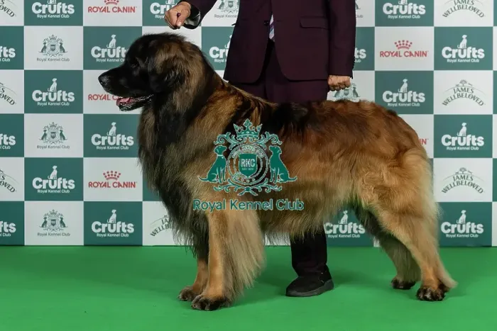 Framed Print : Leonberger Best of Breed Crufts 2026 Framed Print : Leonberger Best of Breed Crufts 2026