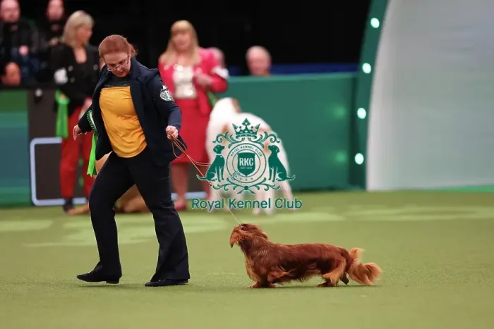 Framed Print : Lesley McNaughton from Irvine with Gaby, a Dachshund (Wire Haired), which was the Best of Breed winner today (Saturday 11. 03. 23), the third day of Crufts 2023, at the NEC Birmingham