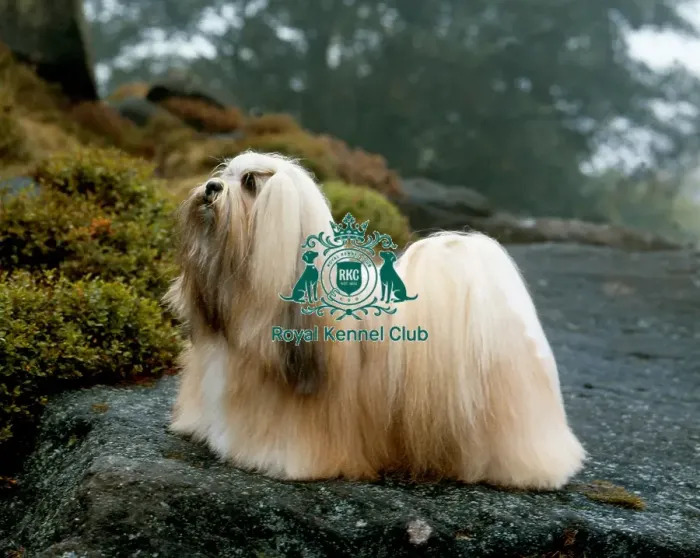 Framed Print : Lhasa Apso Framed Print : Lhasa Apso